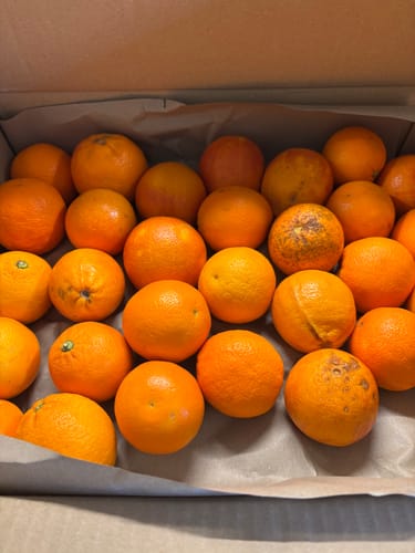 Ein Kunde zeigt die erhaltene Retterbox voller frischer Bio Mini-Orangen.