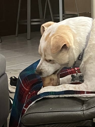 Customer's white and tan dog resting on a blanket while chewing a Smoked Beef Marrow Bone.