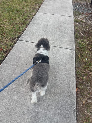 Customer photo review of Dogshood ™
