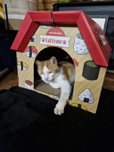 Customer photo review of Food Workshop 3D Cardboard Cat Scratcher