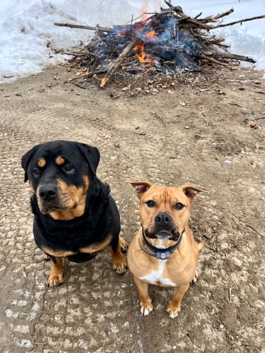 Reviewer's two happy dogs, a Rottweiler and a tan dog, sitting together outdoors after enjoying their gift bundle treats.