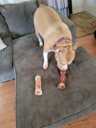Customer's tan dog on a couch sniffing a new Erik's Mystery Treat or Chew, with an older, finished one nearby.