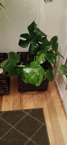 Customer photo review of Aglaonema Siam Aurora