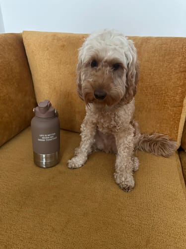 Customer photo review of The Bowl Bottle 2.0 | 3-in-1 Travel Bottle