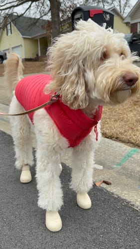 Customer photo review of Puffer Vests