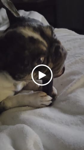 Customer video review of Long-Lasting Yak Chews — 4 Flavor Pack