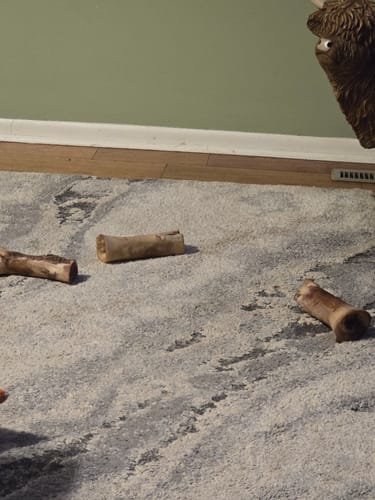 Customer's collection of three Smoked Beef Marrow Bones scattered on a patterned rug.
