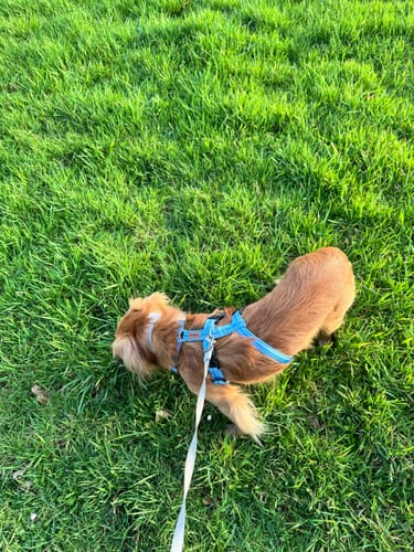 Customer photo review of Premium Sicherheitsgeschirr gepolstert, Panikgeschirr