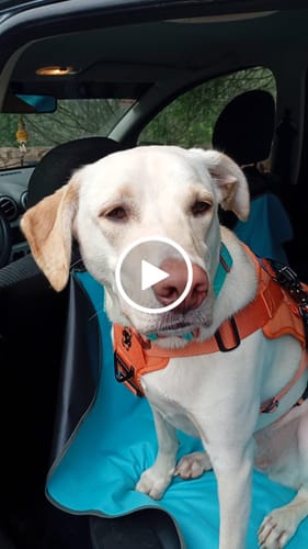 Customer video review of Headrest Car Seatbelt Safety Travel Accessory