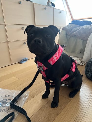 Customer photo review of Training Anti Pull TRI-Harness® | M-XL Breeds - Bubblegum