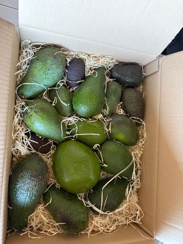 Kundenfoto der geöffneten Avocado Entdeckerbox, gefüllt mit einer bunten Mischung Avocados auf Holzwolle.