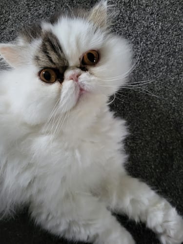 Customer photo review of 3 Month Supply - 1 Cat