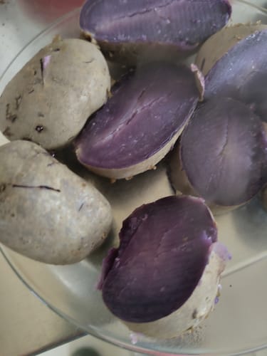 Kundenbild von gekochten 'Purple Rain' Kartoffeln. Mehrere sind halbiert und zeigen das violette Fruchtfleisch.