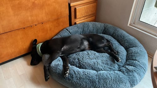 El perro negro de un cliente duerme estirado en la suave Cama Antiestrés gris.