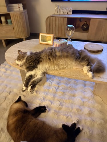 Deux chats d'un client se reposant, l'air satisfait, après avoir mangé leurs croquettes au poulet.