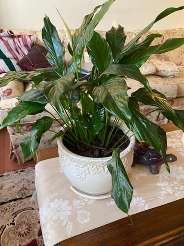 Reviewer's 'before' photo of a peace lily plant with several drooping leaves before using the plant food.