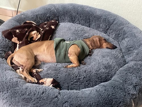 Cliente con su perro durmiendo cómodamente en la Cama Antiestrés gris y afelpada.