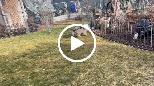 Customer video review of 1-TDC Oral Health + Mobility Support for Dogs