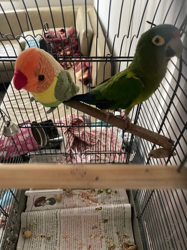 Customer photo review of Lilian's lovebird Plush – Lifelike and Soft Stuffed Parrot for Bird Lovers