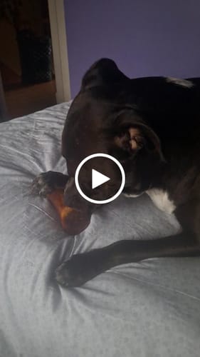 Customer video review of Smoked Beef Marrow Bone