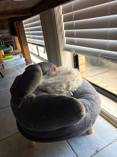 Customer's fluffy pet curled up peacefully in the grey CloudNest Elevated Pet Sofa Bed next to a window.
