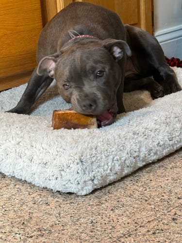 A customer's grey staffy dog lies on a fluffy bed, chewing a Smoked Beef Marrow Bone.