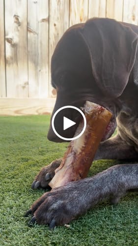 Customer video review of Large Dog Valentine's Day Love Bundle (Your 12oz Jerky+2 Large Bones+12" Hick. Bully)