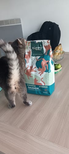 Le chat gris d'un client s'intéresse au sac de Croquettes au Saumon posé sur le sol.