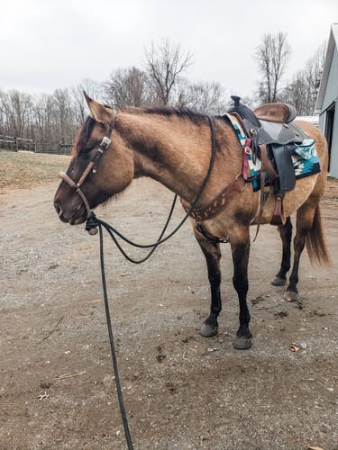 Customer photo review of Custom Tripping Collar Design