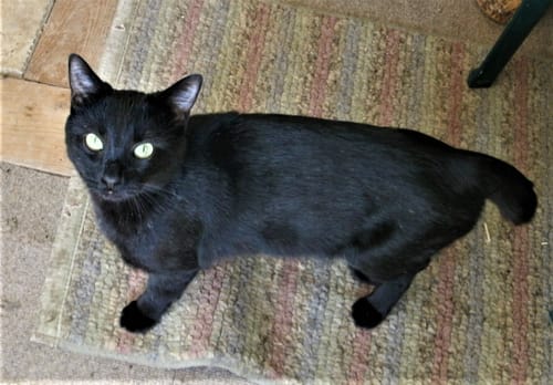 Customer photo review of 2x Blisso Advanced Cat Probiotic | Cat Probiotic for Diarrhea & Kidney Support