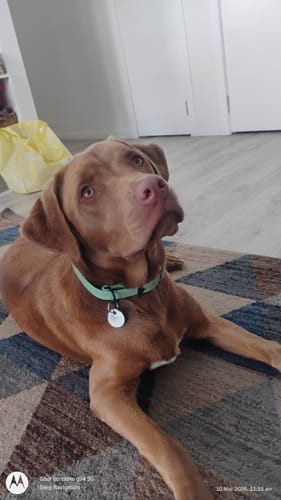 Customer photo review of D-End Leather Dog Collar – Designed for Pulling Dogs