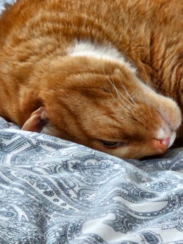 Customer photo review of CBD Öl für Tiere | Pet+ in Bio Lachsöl 6%