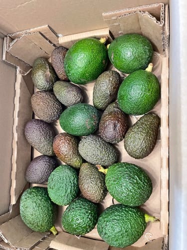 Ein Kunde zeigt eine offene Versandbox voller kleiner Avocados des Baby-Mix in verschiedenen Reifegraden.