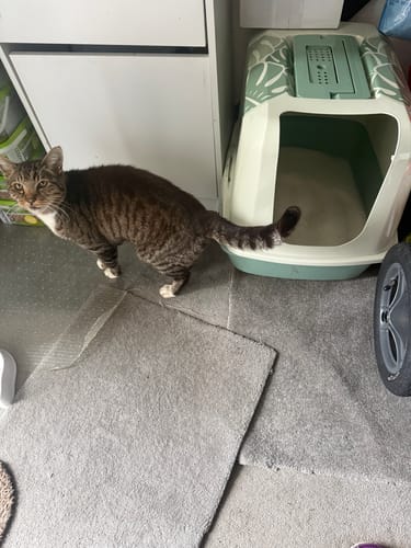 Customer photo review of 1 Month Supply – 1 Cat