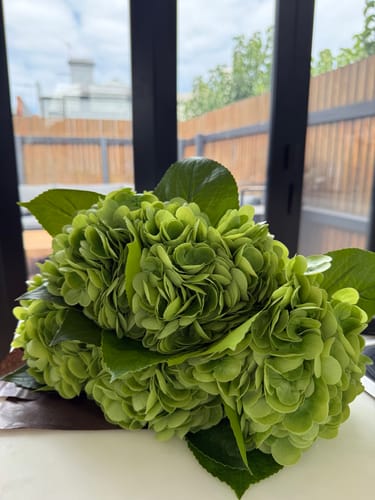 Customer's full bunch of green hydrangeas displayed on a surface, highlighting their realistic petals.