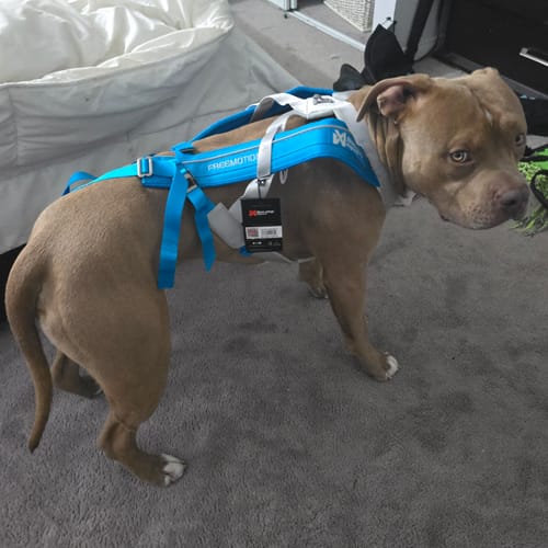 Customer's tan dog wearing the new aqua Non-Stop Dogwear Freemotion Harness 5.0 indoors.