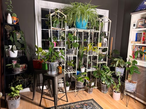 Reviewer's large collection of healthy houseplants with a bottle of the Houseplant Pest Spray on a stool.
