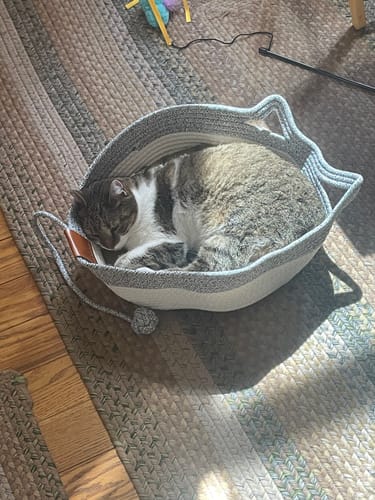 Customer photo review of Instinct Basket | Meet the first research-backed natural territory for indoor cats