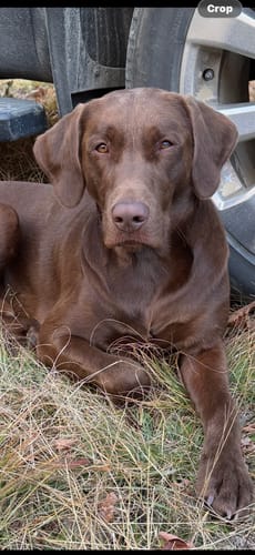 Customer photo review of Iron Paws Premium Dog Supplement