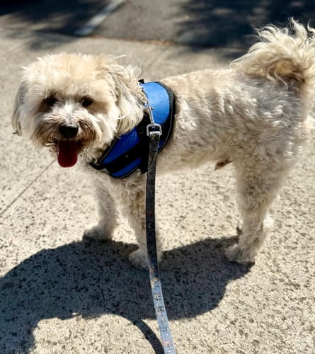 Customer photo review of Dogshood ™