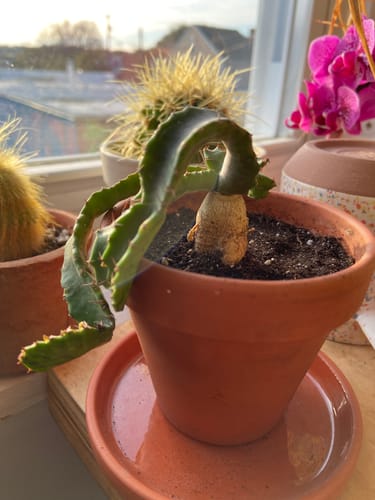 Customer's Euphorbia Stellata plant showing its bulbous base and wavy stem in a terracotta pot on a windowsill.