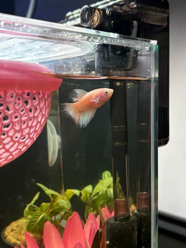 Customer's pastel pink Halfmoon female betta fish swimming in a small, decorated aquarium.
