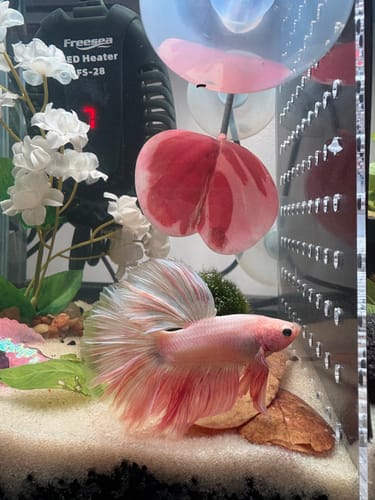 Customer's Pink Sakura Halfmoon Betta fish with a flowing tail swimming in a decorated aquarium.