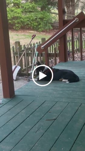 Customer video review of Mint Yak Chews