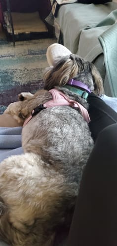 Customer's small dog wearing the purple collar gift while resting on a person's lap.