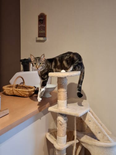 L'un des chats du client, un félin tigré, se prélassant sur un arbre à chat dans une cuisine.