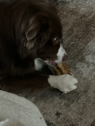 Customer's brown and white Mini Australian Shepherd lying on a carpet and chewing a treat from the Starter Pack.