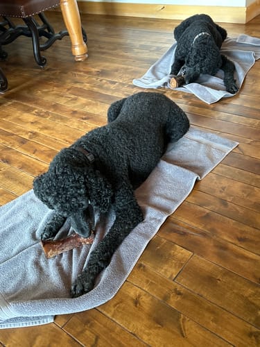Customer's two black poodles lying on towels, each chewing a Large Smoked Marrow Bone.