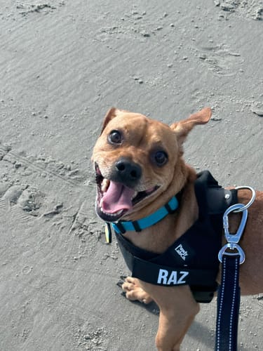 Customer photo review of No-Pull Harness