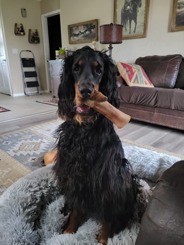 Reviewer's dog sitting in a fluffy bed, holding a large smoked bone from the bundle in its mouth.